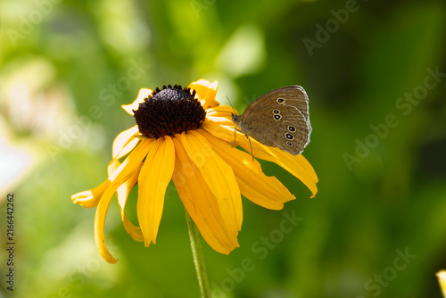 Foto Ringlet (Aphantopus hyperantus) butterfly sitting on a yellow rudbeckia hirta fl
