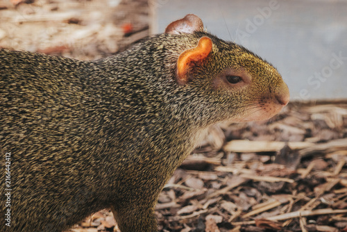 Quadro su tela Close-up of a brown agouti rodent with distinctive orange ears, foraging on the
