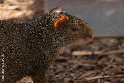 Quadro su tela Close-up of a brown agouti with textured fur, showcasing its distinctive feature