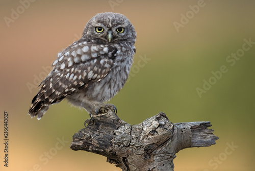 Little Owl Chick (Athene noctua) perched on an old wooden stump in farmland