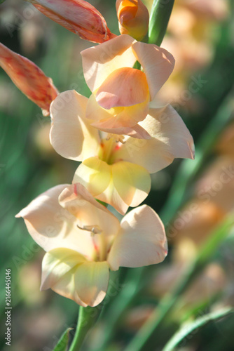 夏の花