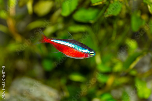 Cardinal tetra Paracheirodon axelrodi aquarium fish swimming alone on a green plants background.