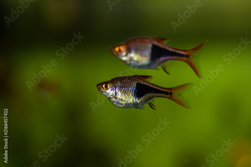 Two Harlequin Rasbora Trigonostigma heteromorpha aquarium fish swimming together on a green background.