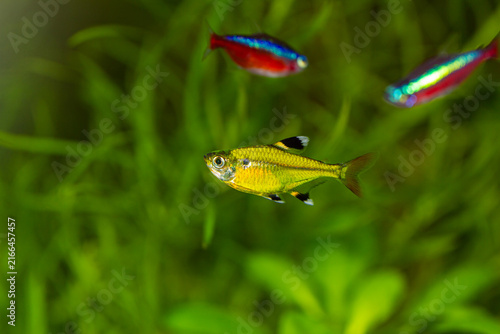 GloFish Pristella Tetra Pristella maxillaris Swimming in a Planted Aquarium