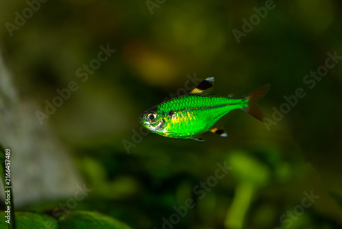 Electric Green Pristella GloFish Pristella maxillaris fluorescent aquarium fish swimming on a blurred dark green background.