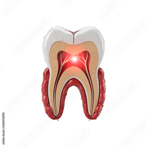 Tooth Anatomy Cross Section an Educational Supply for School Learning Study and Student Life