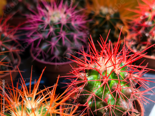 Canvastavla Close up of cacti with vivid red and pink spines in nursery pots
