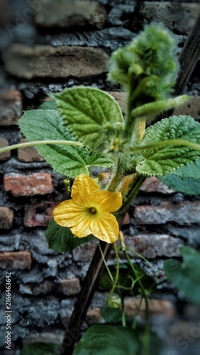 Konstfotografi Close Up Of Yellow Watermelon Flower Blooming On Green Vine With Leaves