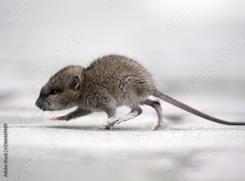 A baby brown rat is walking along the sidewalk