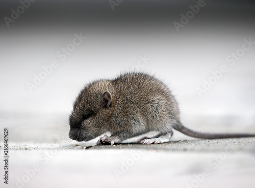 A baby brown rat is sitting on the sidewalk