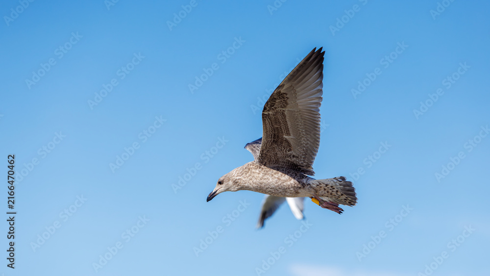 Obraz premium Two seagulls soaring high in clear blue sky, close up on young mottled bird with bright yellow tag on its leg.