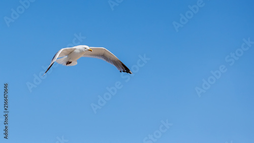 Konstfotografi Single adult white seagull with yellow beak gliding in clear blue sky with open wings arched downwards