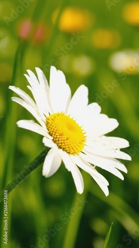 White daisy flower swaying gently in a sunny spring meadow with soft bokeh background