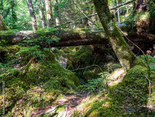 Canvastavla 西股沢登山道