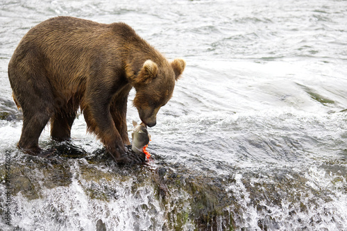 Foto Bear eats salmon caught at Brooks Falls, Alaska17