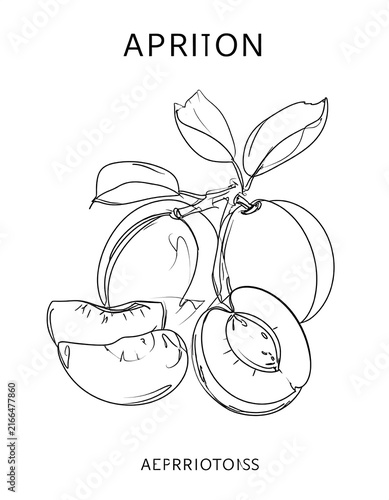 Minimalist line art illustration of apricot fruit.