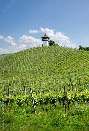 Obraz na płótnie Vineyard on Lake Constance