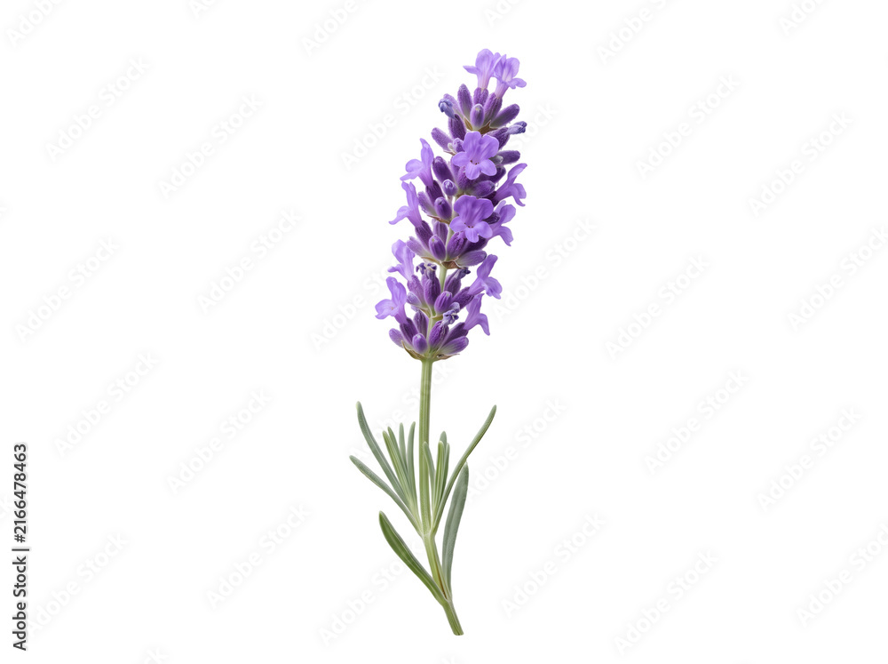 Fototapeta premium Lavender Flower Sprig Isolated on Transparent Background