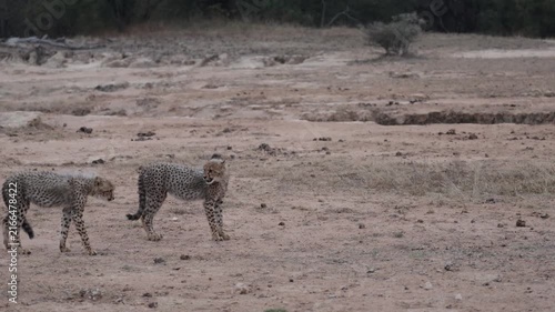 a cheetah cub giving the hyena a warning