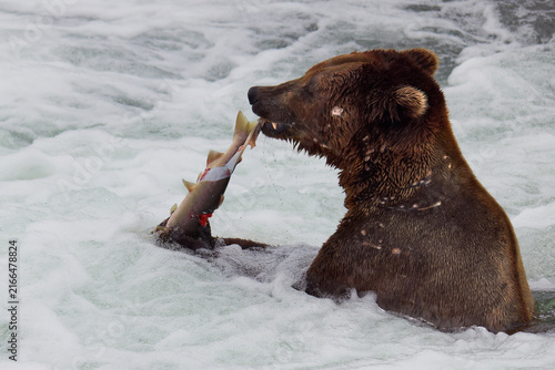 Konstfotografi Bear eats salmon caught at Brooks Falls, Alaska8