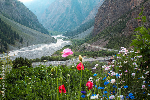 Konstfotografi Wild Poppies and Cornflowers Blooming Over Miyar River Gorge and Mountain Valley
