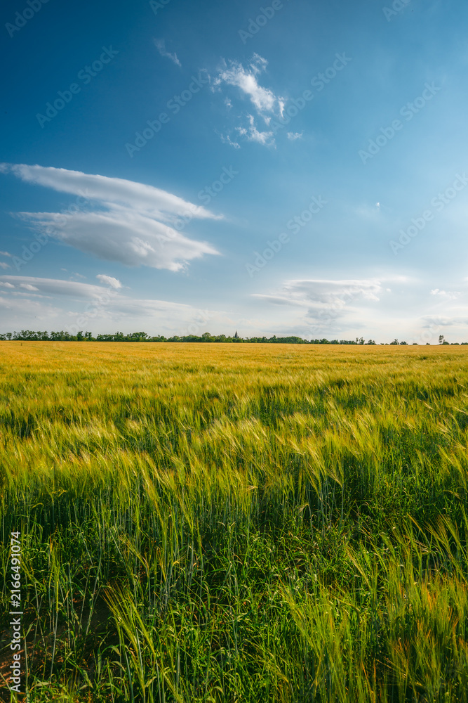 Obraz premium Vast expanse of a green and yellow agricultural field under a broad blue sky with wispy clouds, bordered by a distant dark green treeline on the horizon.
