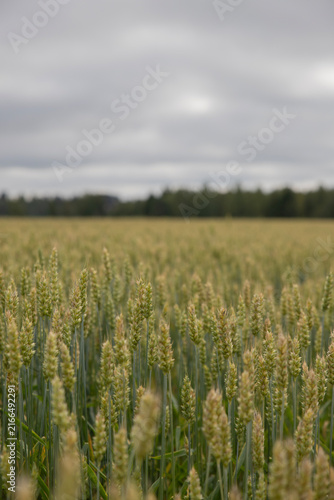 field of wheat