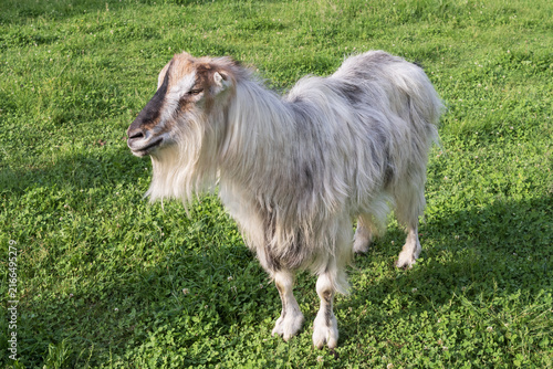 Canvastavla A large group of goats feeds on fresh grass across a rolling pasture, showing traditional livestock breeding and free-range rural agriculture