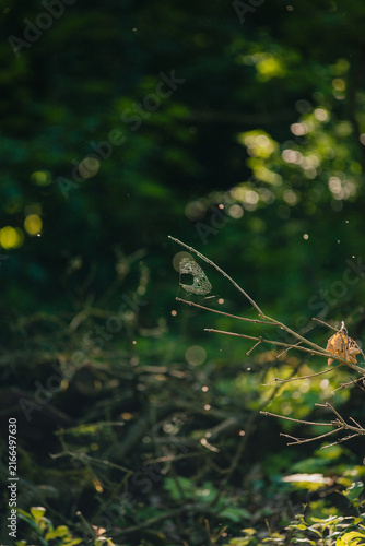 Konstfotografi Delicate spider web spun on a dry twig catching the warm sunlight in a forest with floating pollen and beautiful bokeh