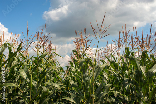 A field of corn during the panicle ejection (flowering) period against a blue...