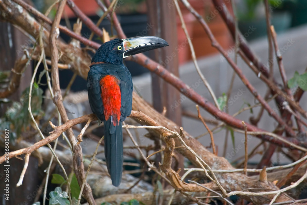 Naklejka premium Collared Aracari, Pteroglossus torquatus, perched in a bush