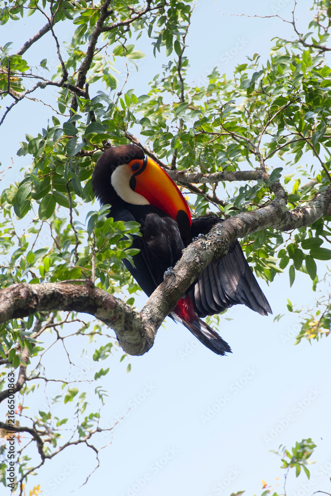 Naklejka premium Vertical of a Toco Toucan, Ramphastos toco, preening