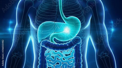 Detailed 3D illustration of human digestive system with stomach intestines and esophagus in glowing blue light