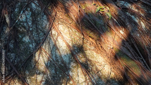Obraz na plátne Intricate tree roots clinging tightly to the surface of a large granite rock in golden sunlight