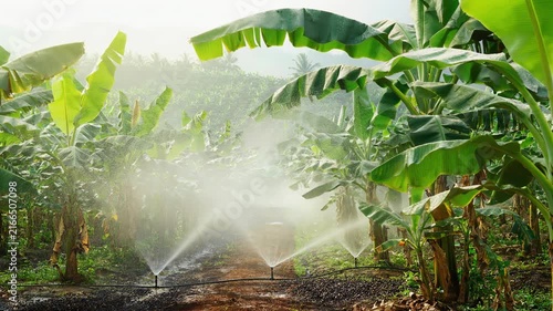 Banana plantation with automated irrigation system spraying water on healthy green plants