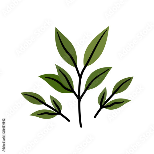 A fresh green tea plant branch with leaves vector illustration. Ideal for botanical, herbal tea, organic product, health, environment, and nature graphic design projects.