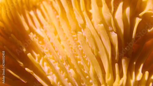Canvas Print Extreme close-up view of bright yellow mushroom gills reveals intricate ridges, abstract nature texture, organic growth pattern, macro beauty