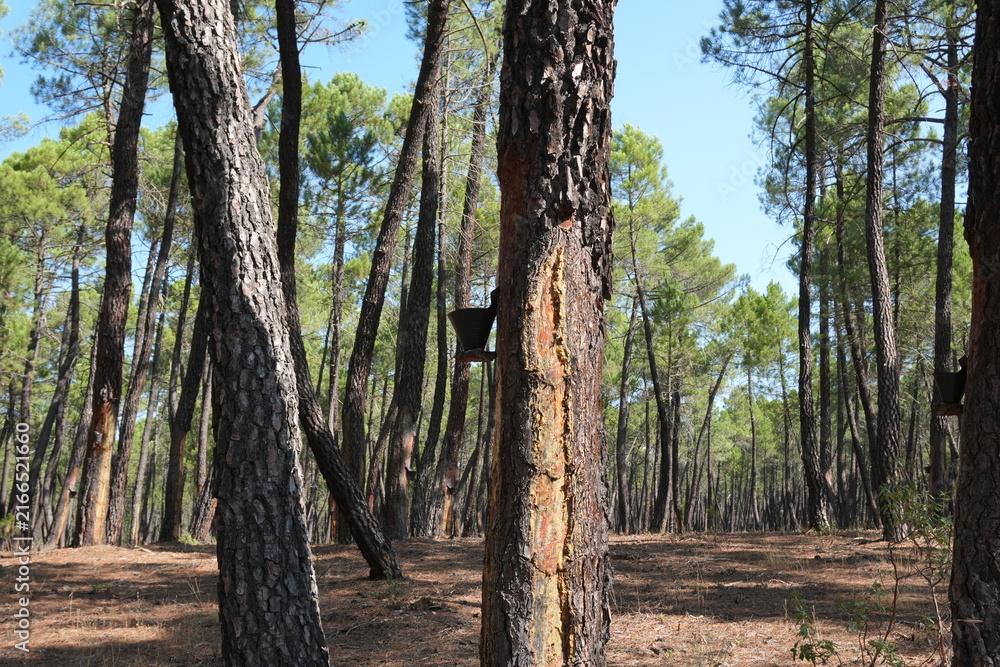 Obraz premium Pine resin harvesting in a traditional Mediterranean pine forest