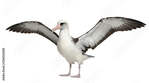 Laysan albatross wings spread seabird isolated on transparent background