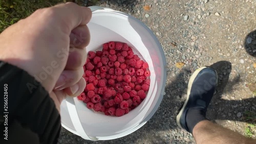 Hand carrying white container of freshly picked raspberries on gravel road
