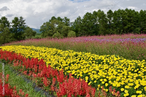 カラフルで広大な花畑
