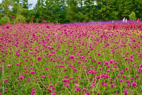 綺麗な紫の花畑
