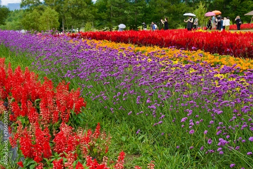 カラフルで広大な花畑