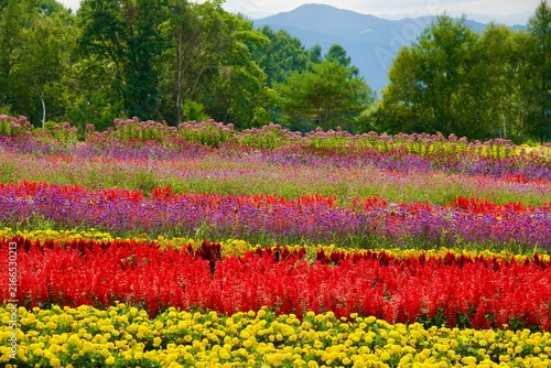 カラフルで広大な花畑