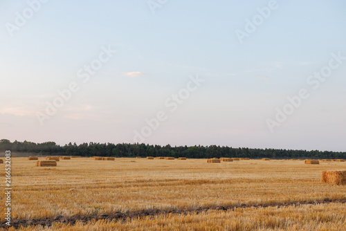 Golden agricultural field after harvest with small straw bales scattered across the landscape and a soft cloudy sky.