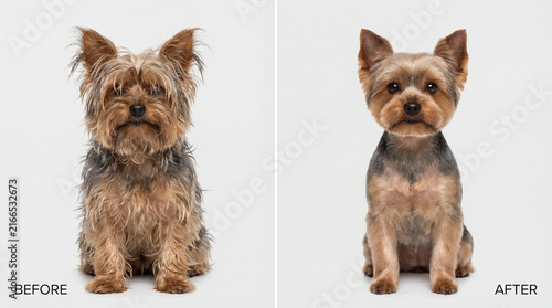 Dog grooming in animal shelter, creative anthropomorphic lifestyle scene exploring animal behavior, responsible care, companionship, wellbeing, humane values, education, modern lifestyle