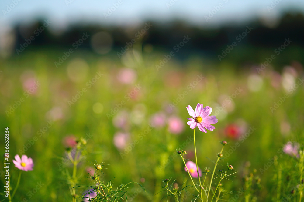 Fototapeta premium Soft pink cosmos flower blooming with wide copy space on left