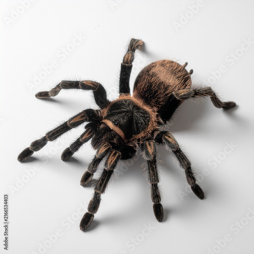 Studio shot of a large tarantula spider on white