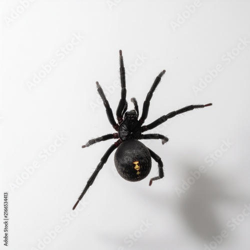 Close-up photograph of a venomous black spider on white