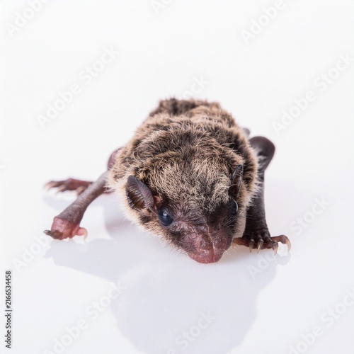 Studio shot of a baby bat isolated on a white background